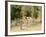 Summertime in France, 1988-Gillian Furlong-Framed Giclee Print