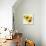 Summertime Sunflowers I-Irina Trzaskos Studios-Giclee Print displayed on a wall