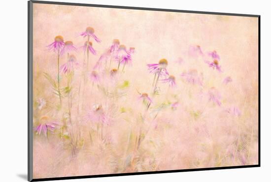 Summertime-Jacky Parker-Mounted Photographic Print