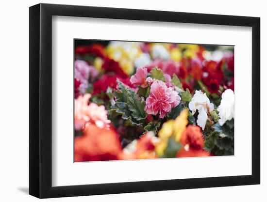 Summery bed of Persian buttercups in the Ravensberger park in Bielefeld.-Nadja Jacke-Framed Photographic Print