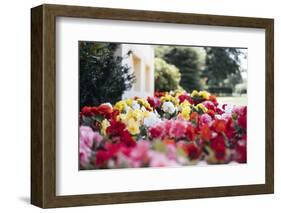 Summery bed of Persian buttercups in the Ravensberger park in Bielefeld.-Nadja Jacke-Framed Photographic Print