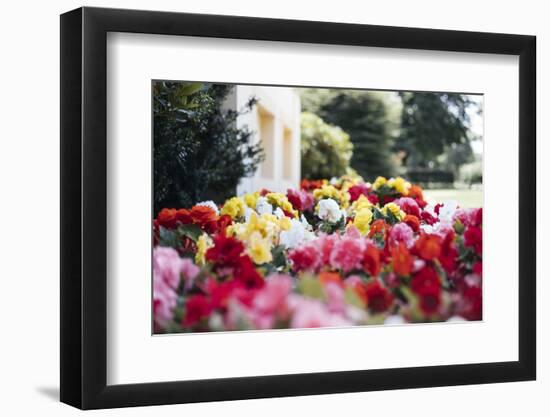 Summery bed of Persian buttercups in the Ravensberger park in Bielefeld.-Nadja Jacke-Framed Photographic Print