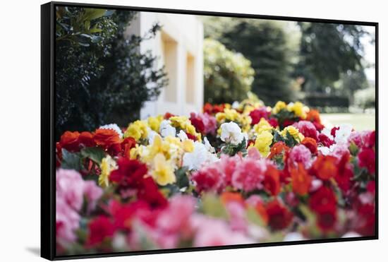 Summery bed of Persian buttercups in the Ravensberger park in Bielefeld.-Nadja Jacke-Framed Stretched Canvas