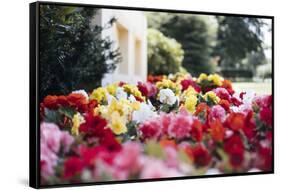 Summery bed of Persian buttercups in the Ravensberger park in Bielefeld.-Nadja Jacke-Framed Stretched Canvas