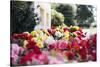 Summery bed of Persian buttercups in the Ravensberger park in Bielefeld.-Nadja Jacke-Stretched Canvas