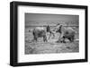 Sumo in the natural world-Jeffrey C. Sink-Framed Photographic Print