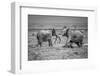 Sumo in the natural world-Jeffrey C. Sink-Framed Photographic Print