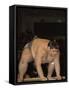 Sumo Wrestler Competing, Grand Taikai Sumo Wrestling Tournament, Kokugikan Hall Stadium, Tokyo-Christian Kober-Framed Stretched Canvas