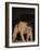 Sumo Wrestler Competing, Grand Taikai Sumo Wrestling Tournament, Kokugikan Hall Stadium, Tokyo-Christian Kober-Framed Photographic Print