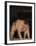 Sumo Wrestler Competing, Grand Taikai Sumo Wrestling Tournament, Kokugikan Hall Stadium, Tokyo-Christian Kober-Framed Photographic Print