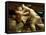 Sumo Wrestling Japan-null-Framed Stretched Canvas