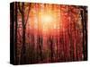 Sun among the branches-Marco Carmassi-Stretched Canvas