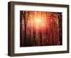 Sun among the branches-Marco Carmassi-Framed Photographic Print