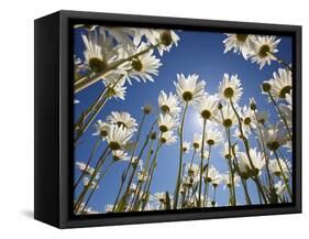 Sun and blue sky through daisies-Craig Tuttle-Framed Stretched Canvas