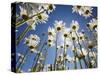 Sun and blue sky through daisies-Craig Tuttle-Stretched Canvas