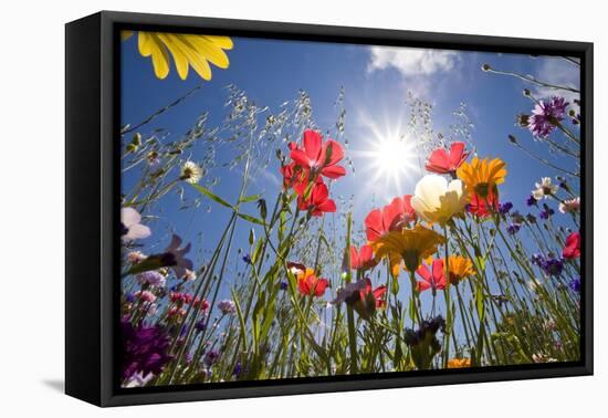 Sun and Clear Sky Above Wildflowers-Craig Tuttle-Framed Stretched Canvas