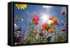 Sun and Clear Sky Above Wildflowers-Craig Tuttle-Framed Stretched Canvas