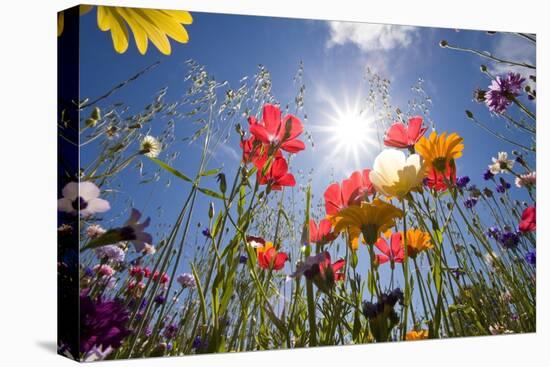 Sun and Clear Sky Above Wildflowers-Craig Tuttle-Stretched Canvas