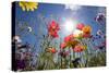 Sun and Clear Sky Above Wildflowers-Craig Tuttle-Stretched Canvas