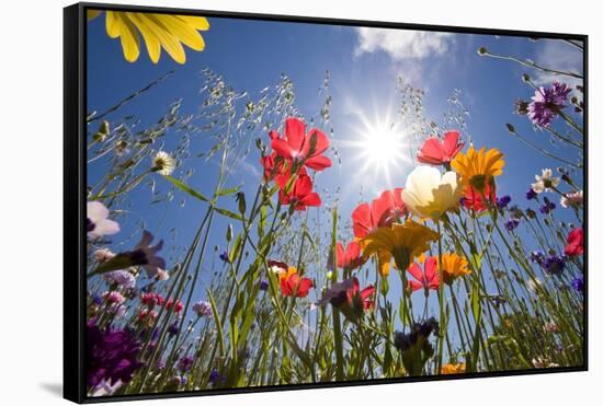 Sun and Clear Sky Above Wildflowers-Craig Tuttle-Framed Stretched Canvas