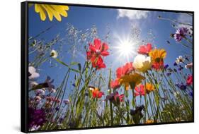 Sun and Clear Sky Above Wildflowers-Craig Tuttle-Framed Stretched Canvas