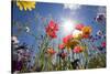 Sun and Clear Sky Above Wildflowers-Craig Tuttle-Stretched Canvas