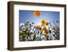 Sun and Clear Sky Above Wildflowers-Craig Tuttle-Framed Photographic Print