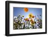 Sun and Clear Sky Above Wildflowers-Craig Tuttle-Framed Photographic Print