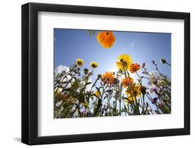 Sun and Clear Sky Above Wildflowers-Craig Tuttle-Framed Photographic Print