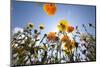 Sun and Clear Sky Above Wildflowers-Craig Tuttle-Mounted Photographic Print