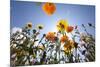 Sun and Clear Sky Above Wildflowers-Craig Tuttle-Mounted Photographic Print