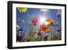 Sun and Clear Sky Above Wildflowers-Craig Tuttle-Framed Photographic Print