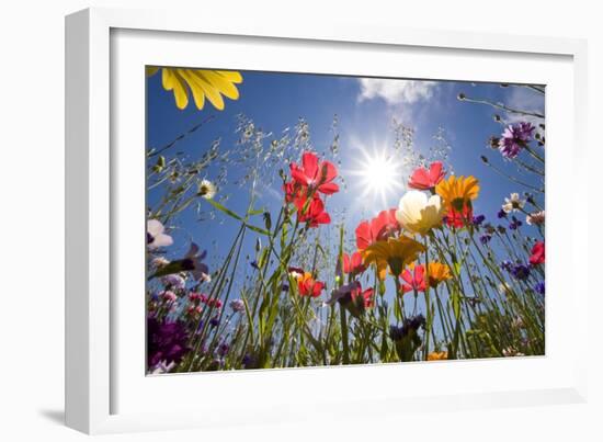 Sun and Clear Sky Above Wildflowers-Craig Tuttle-Framed Photographic Print