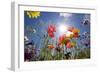 Sun and Clear Sky Above Wildflowers-Craig Tuttle-Framed Photographic Print