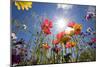 Sun and Clear Sky Above Wildflowers-Craig Tuttle-Mounted Photographic Print
