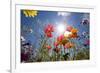 Sun and Clear Sky Above Wildflowers-Craig Tuttle-Framed Photographic Print