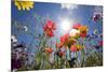 Sun and Clear Sky Above Wildflowers-Craig Tuttle-Mounted Photographic Print