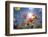 Sun and Clear Sky Above Wildflowers-Craig Tuttle-Framed Photographic Print