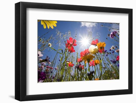 Sun and Clear Sky Above Wildflowers-Craig Tuttle-Framed Photographic Print