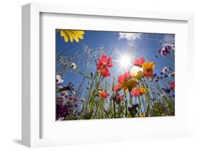 Sun and Clear Sky Above Wildflowers-Craig Tuttle-Framed Photographic Print