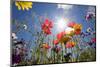 Sun and Clear Sky Above Wildflowers-Craig Tuttle-Mounted Photographic Print