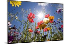 Sun and Clear Sky Above Wildflowers-Craig Tuttle-Mounted Photographic Print