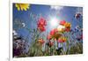 Sun and Clear Sky Above Wildflowers-Craig Tuttle-Framed Photographic Print