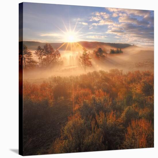 Sun and Fog at Hayden Valley (Square)-Vincent James-Stretched Canvas