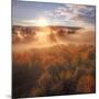 Sun and Fog at Hayden Valley (Square)-Vincent James-Mounted Photographic Print