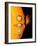 Sun And Its Planets-Detlev Van Ravenswaay-Framed Photographic Print