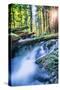 Sun and Panther Creek Flowing Through Forest, Columbia River Gorge, Washington-Vincent James-Stretched Canvas