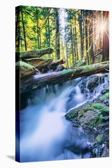 Sun and Panther Creek Flowing Through Forest, Columbia River Gorge, Washington-Vincent James-Stretched Canvas