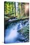 Sun and Panther Creek Flowing Through Forest, Columbia River Gorge, Washington-Vincent James-Stretched Canvas