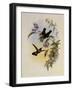 Sun Angel, Heliangelus Clariss?-John Gould-Framed Giclee Print